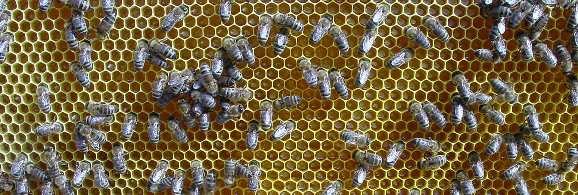 Frisch eingetragener Honig