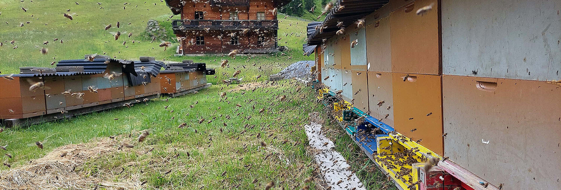 Trachtflug auf der Unterstalleralm