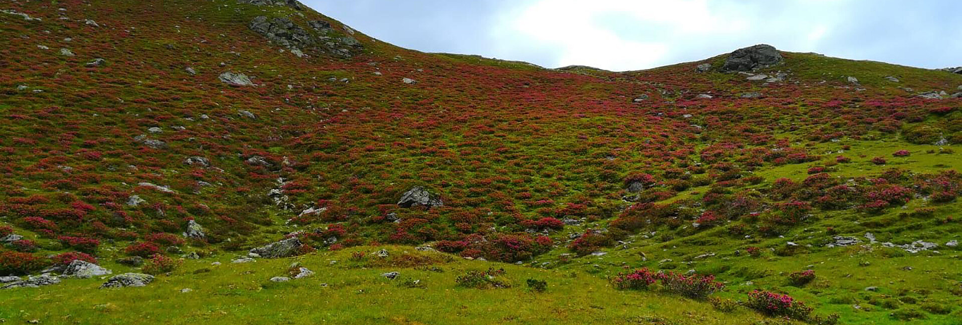 Almrosenblüte auf unseren Almen